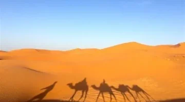 أهل بيشة وش يرجعون