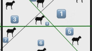 حل لغز يوجد في الحقل سبع خراف