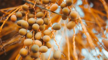 فوائد البلح الأصفر وأضراره والقيمة الغذائية له ونصائح قبل تناوله