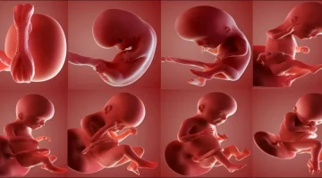 كم معدل نمو البويضة في اليوم