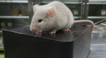 هل سم الفئران يقتل الإنسان