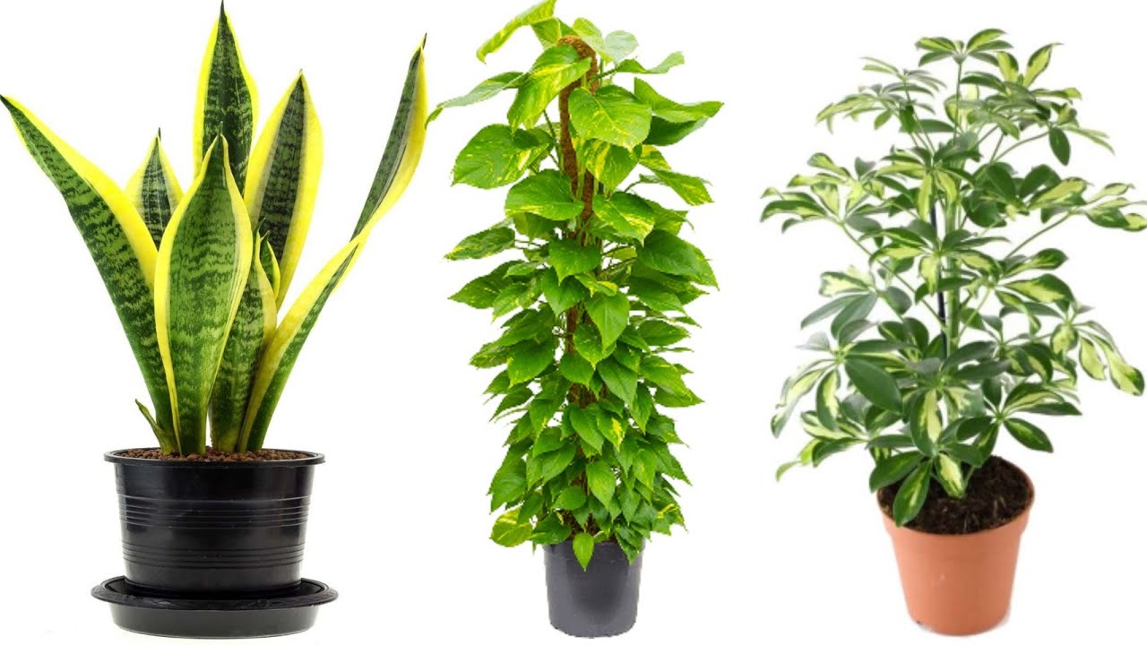 كيف تصنع النباتات غذائها بنفسها