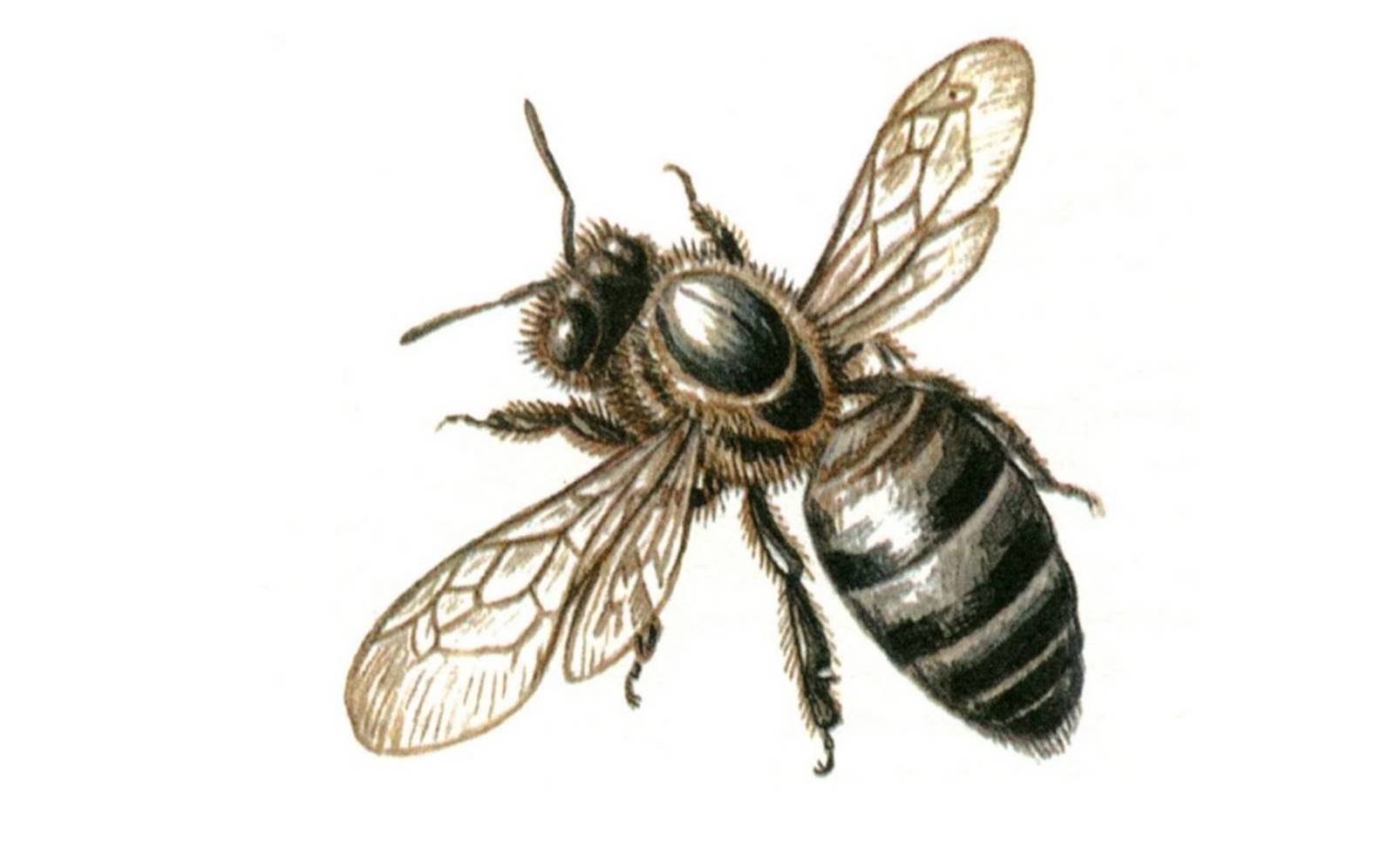 كم عدد عيون النحلة