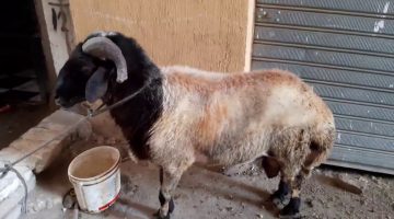 هل يجوز ذبح العقيقة بعد سنوات