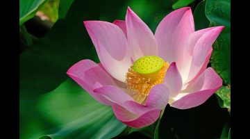 فوائد زهرة اللوتس للجسم