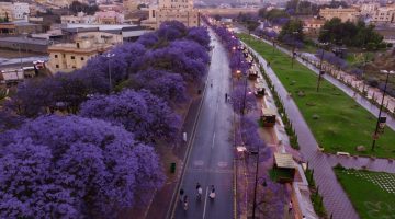 ماذا يعني الورد البنفسجي