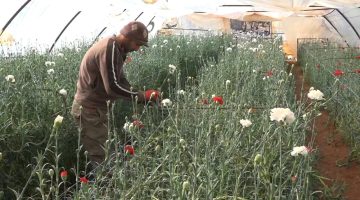 طريقة زراعة القرنفل