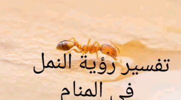 تفسير حلم رؤية النمل في المنام