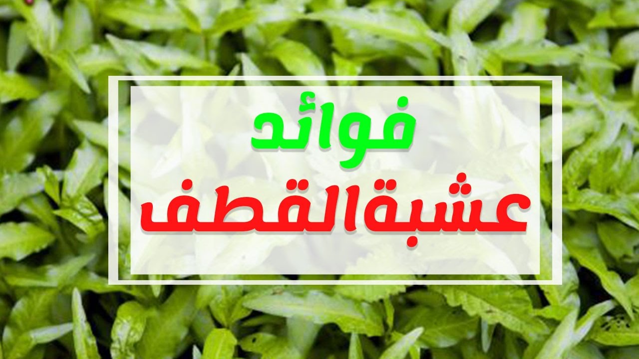 اسم عشبة القطف في السعودية