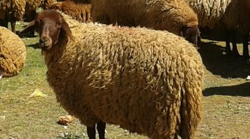 علاج سيلان الأنف عند الأغنام