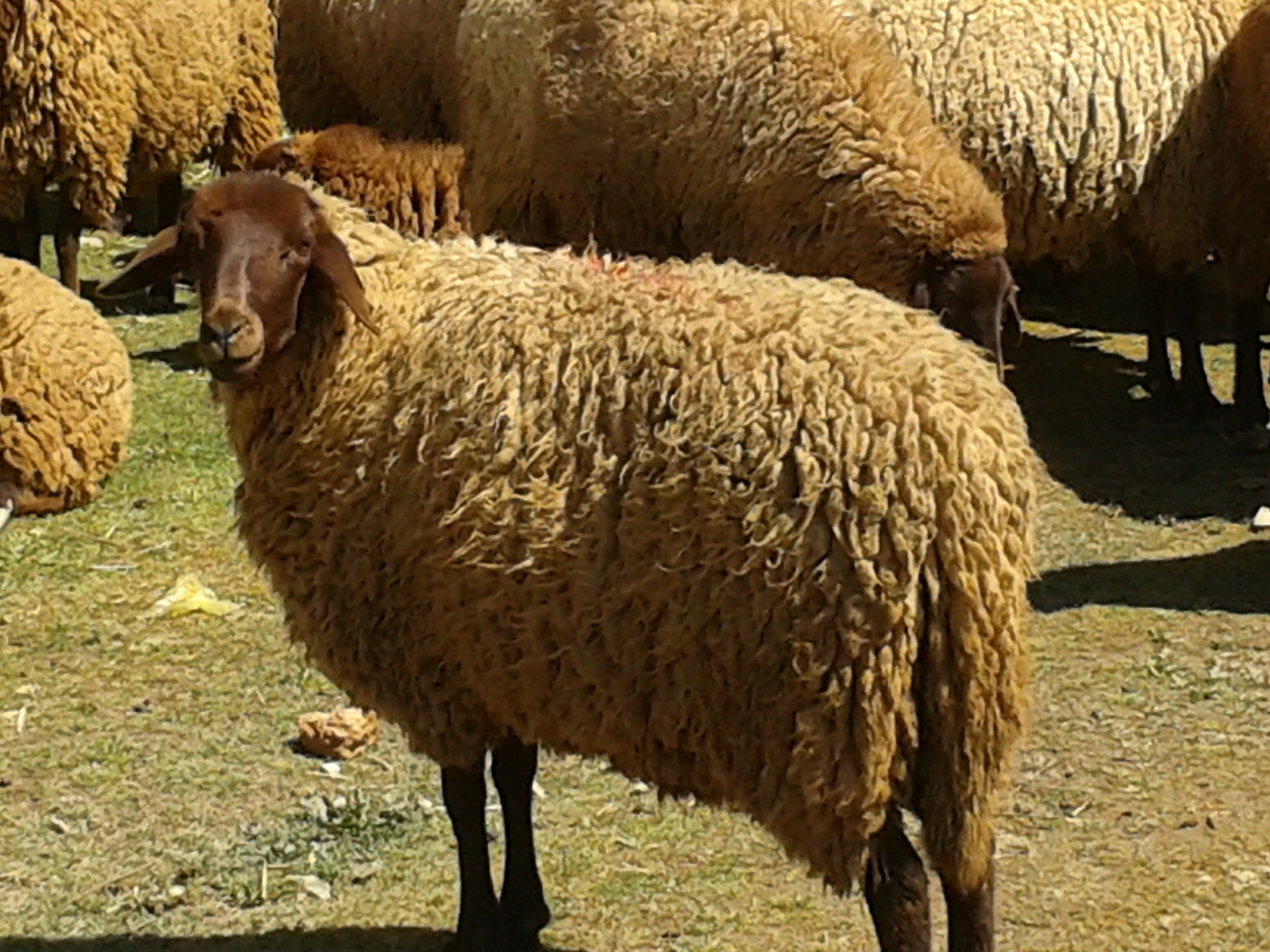 علاج سيلان الأنف عند الأغنام