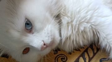 أسباب تبرز القطط خارج الليتر