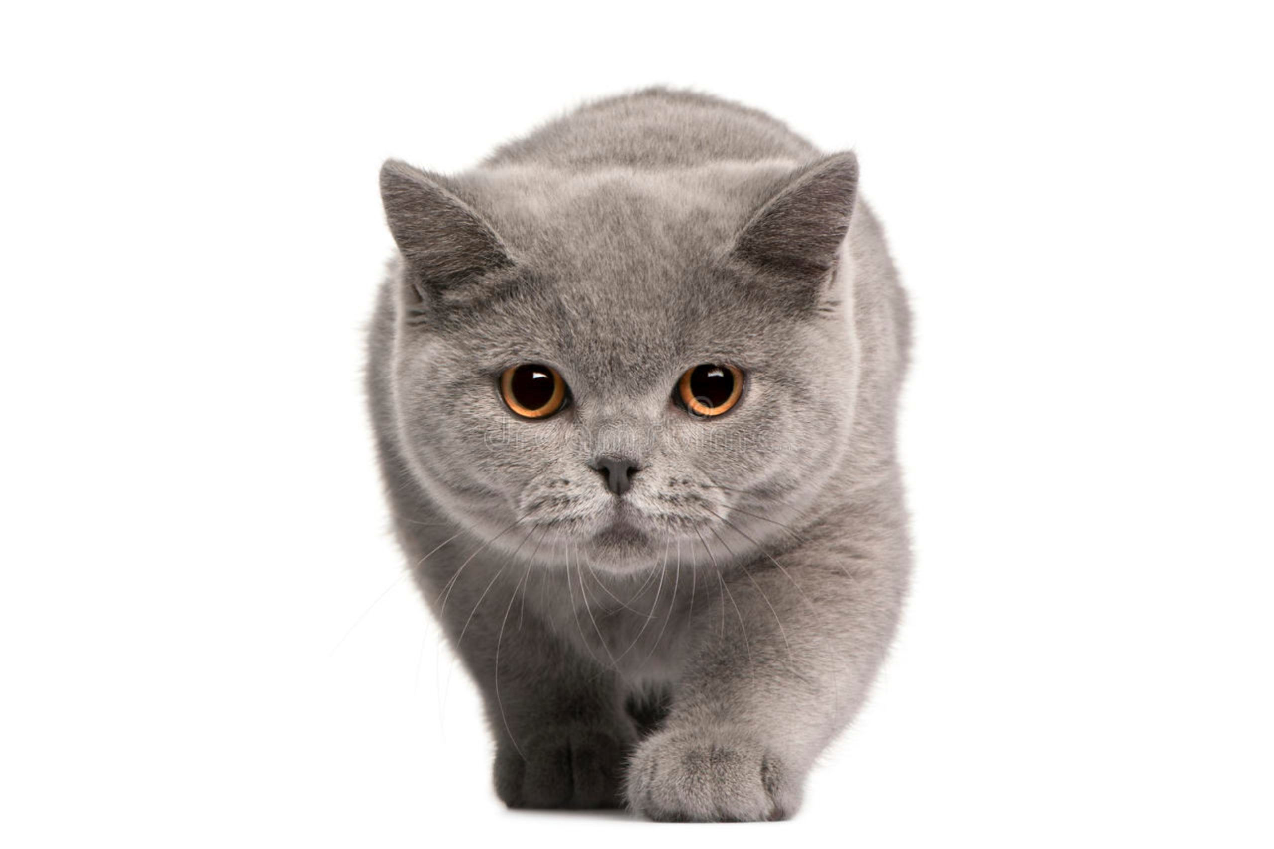 تفسير حلم الميت يريد قط في المنام