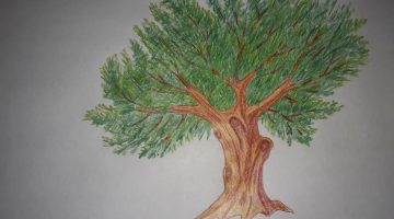 فوائد مغلي ورق الزيتون وكيفية تحضيره