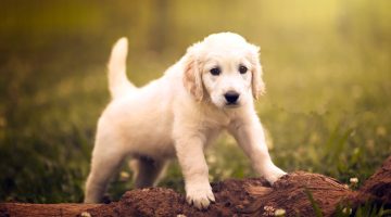 هل تجارة الكلاب حرام