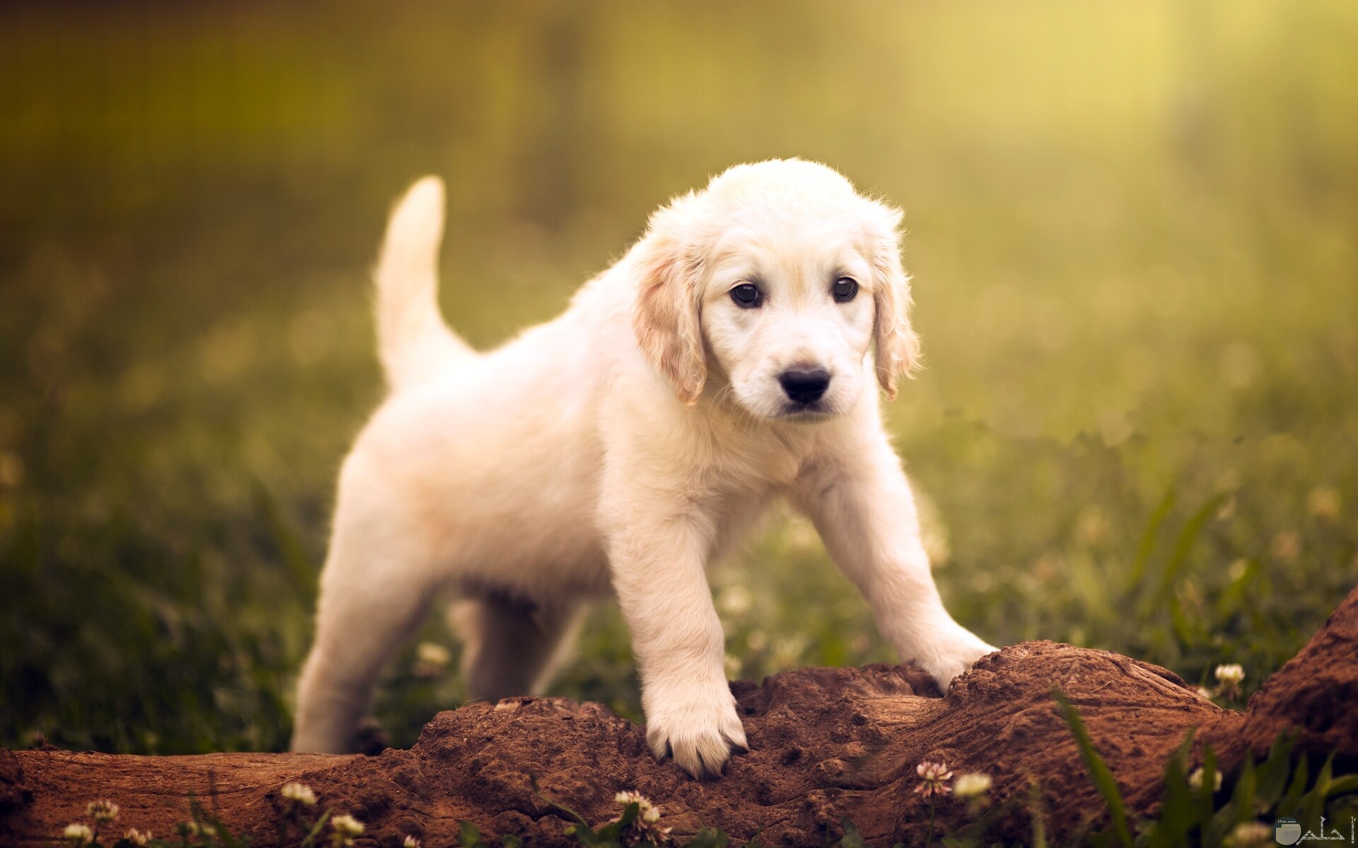 هل تجارة الكلاب حرام