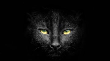 تفسير حلم طرد القطط من المنزل في المنام