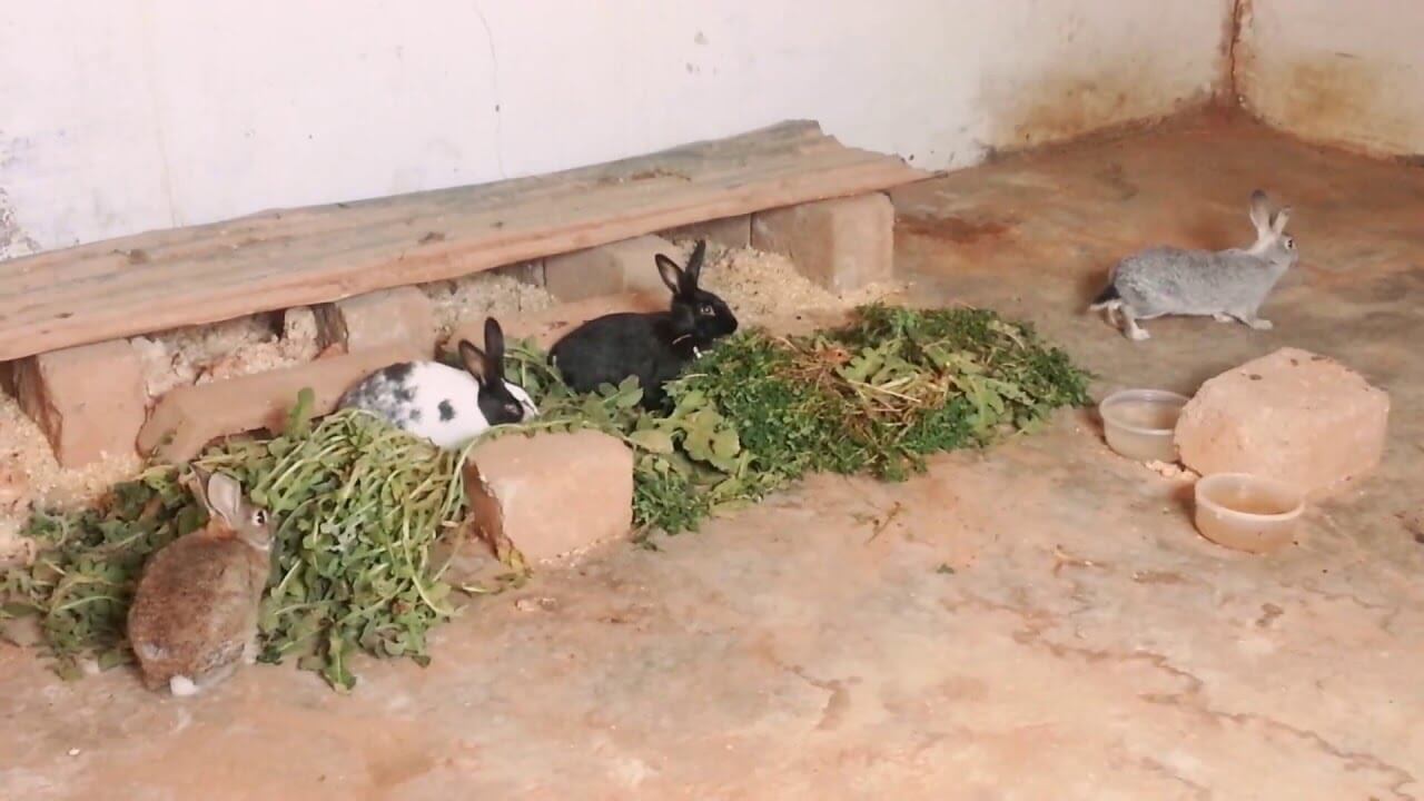 كيفية تربية الأرانب على الأرض 