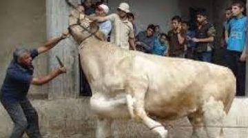 شروط الأضحية من البقر