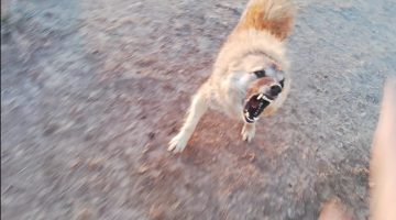 تفسير حلم هجوم الكلاب في المنام