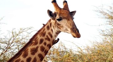 كيف تنام الزرافة؟