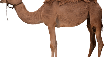 فوائد شحم الجمل لتكبير الذكر