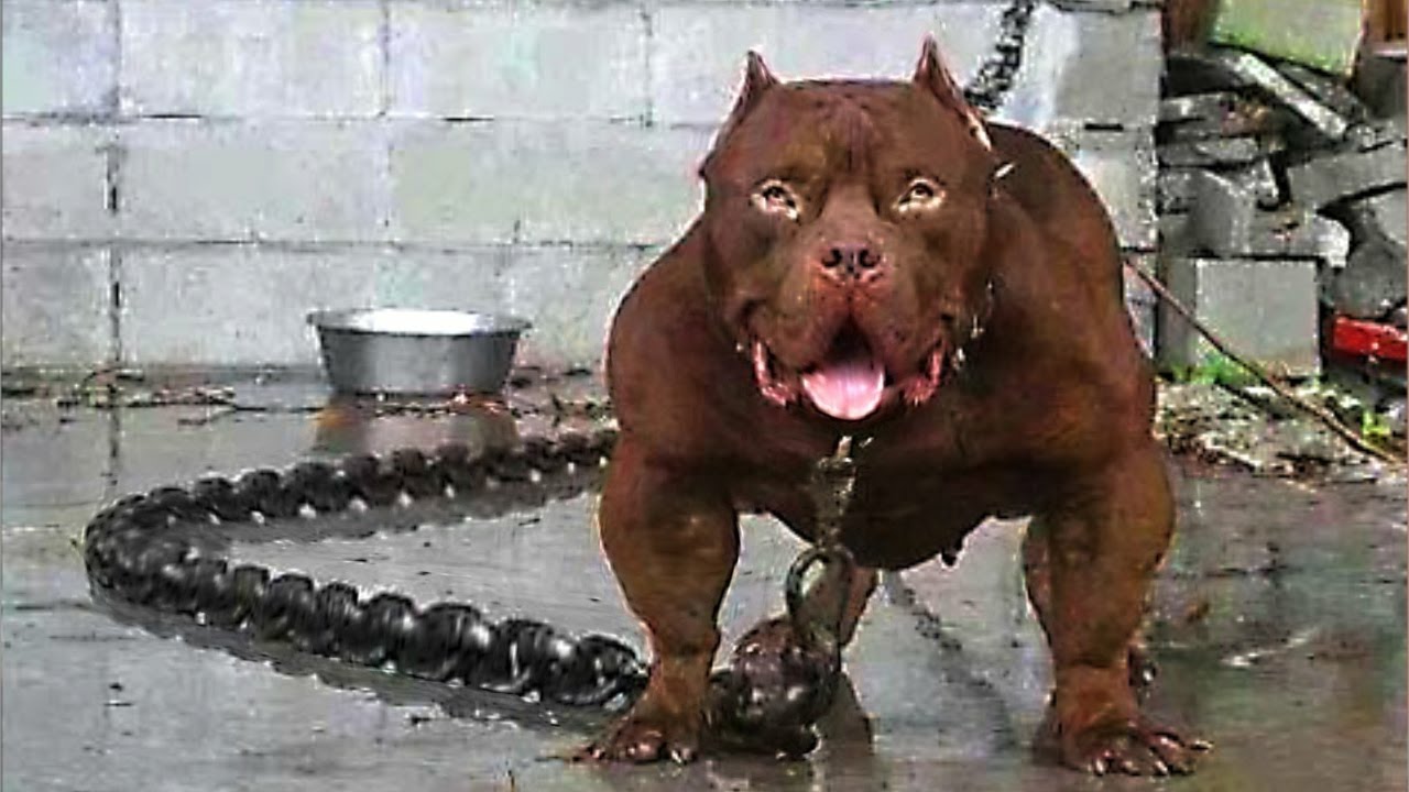 تفسير الهروب من الكلاب في المنام للمرأة المتزوجة والفتاة العزباء