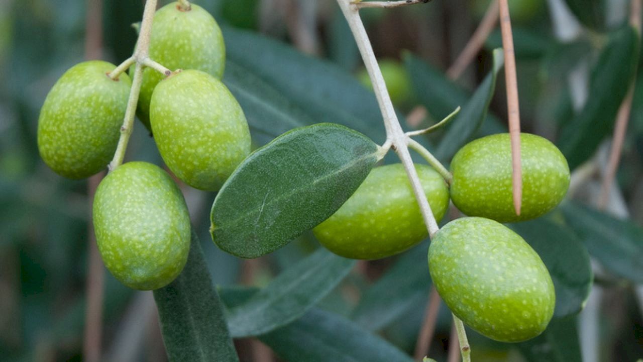 أضرار ورق الزيتون على الكلى