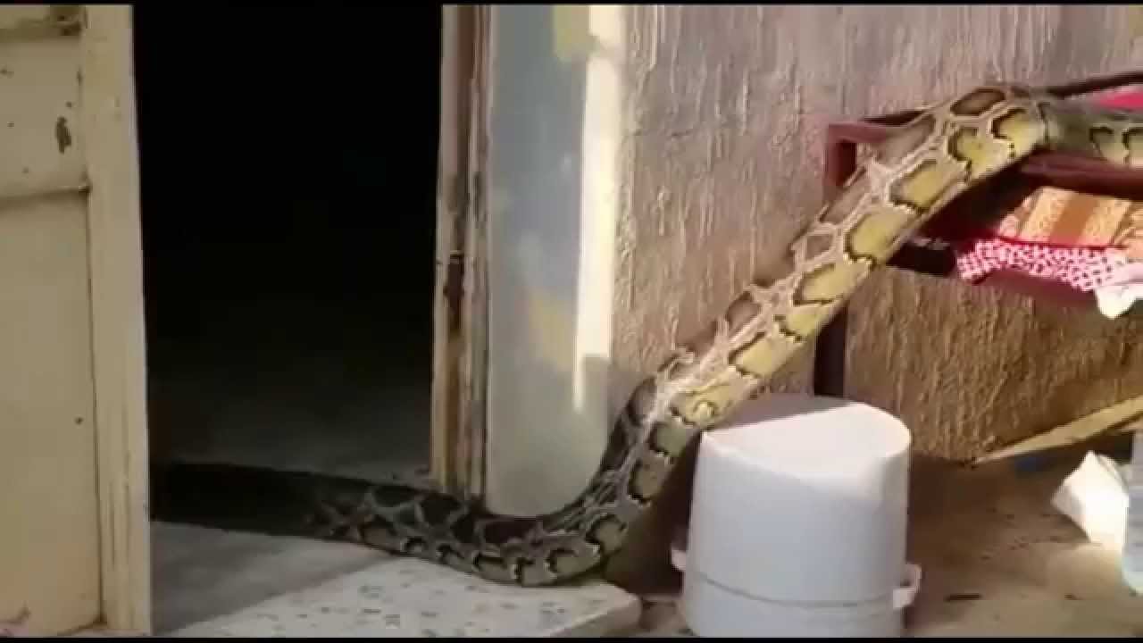 تفسير رؤية أفعى بنية في المنام