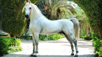 شعر عن الخيل
