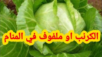 تفسير حلم رؤية الملفوف في الحلم