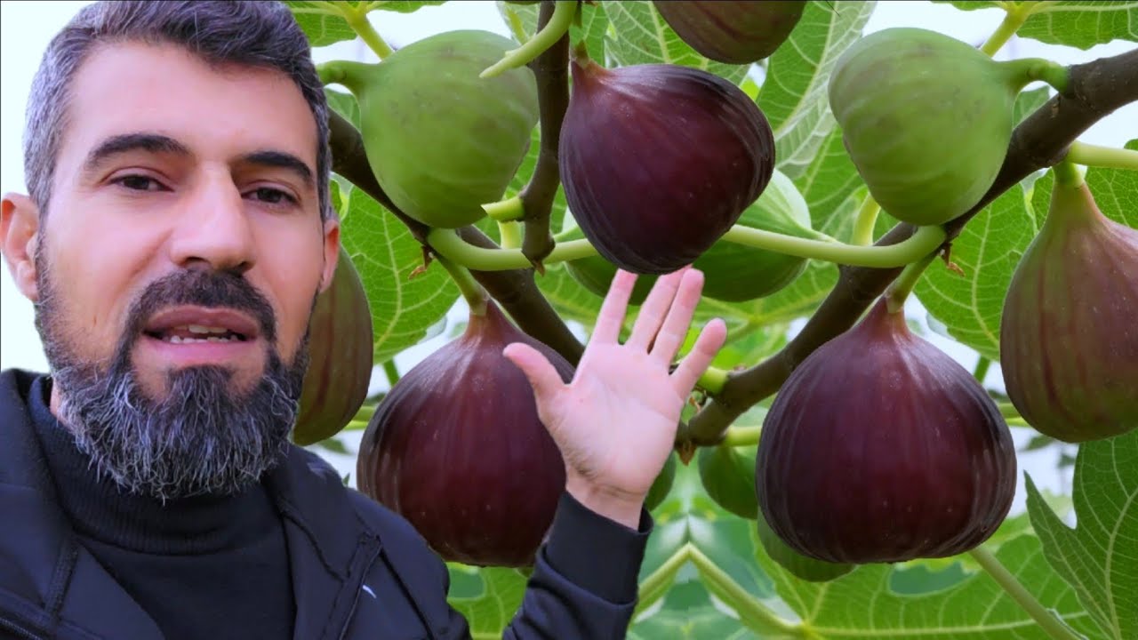 قطع شجرة التين في المنام