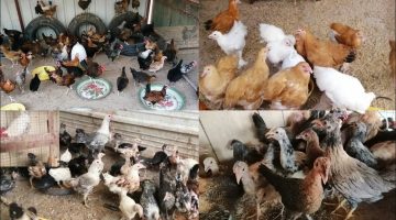 هل الدجاج البلدي يبيض كل يوم