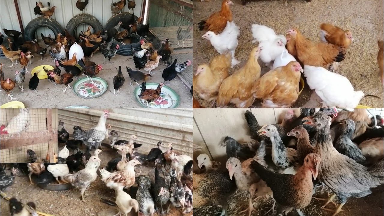 هل الدجاج البلدي يبيض كل يوم