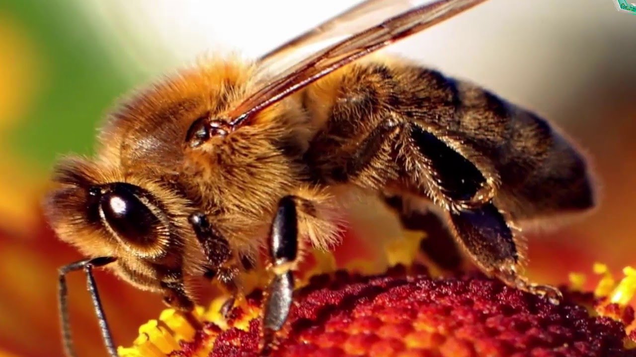 أضرار العلاج بسم النحل