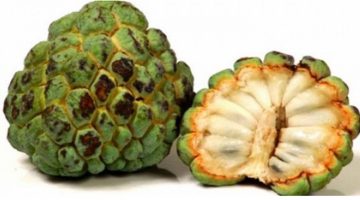 تجربتي مع فاكهة القشطة