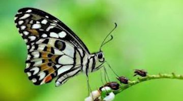 تفسير حلم رؤية الفراشة في المنام لابن سيرين