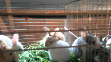 دراسة جدوى مشروع تربية الأرانب 2025