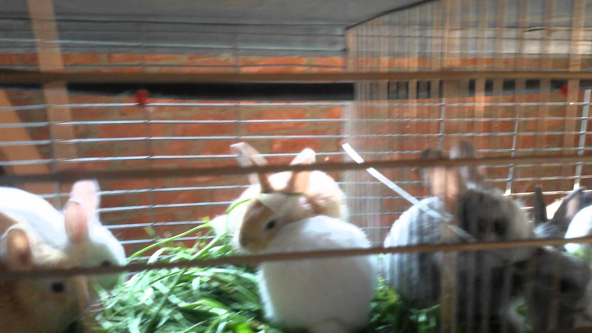 دراسة جدوى مشروع تربية الأرانب 2025