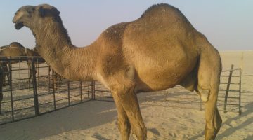 تفسير حلم ذبح الجمل في المنام