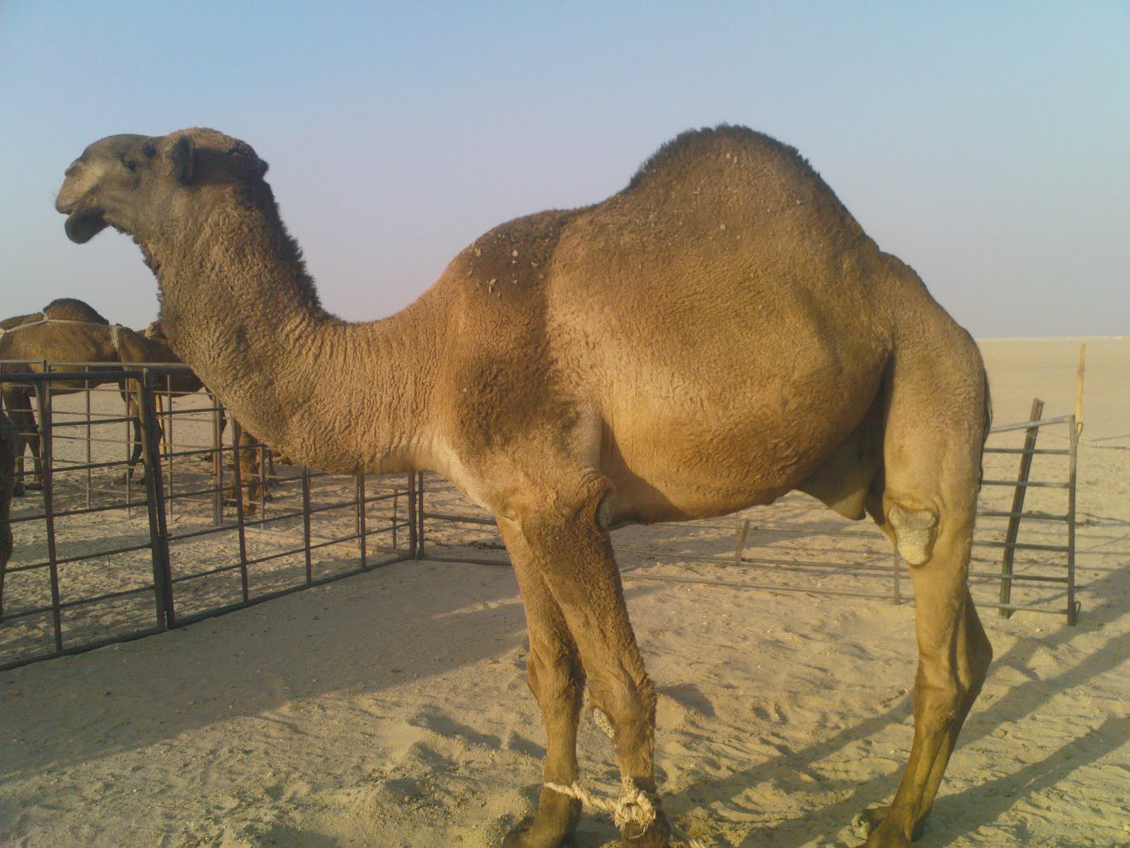 تفسير حلم ذبح الجمل في المنام