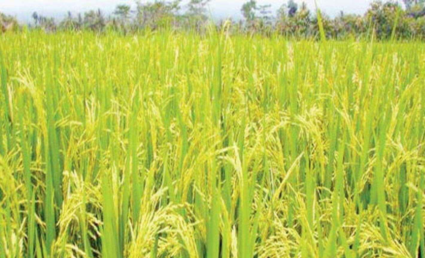 أهم المحاصيل الزراعية في القصيم