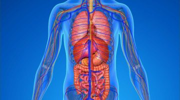 جسم الإنسان من الداخل بالتفصيل بالعربي