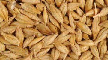 أضرار الشعير على الكلى