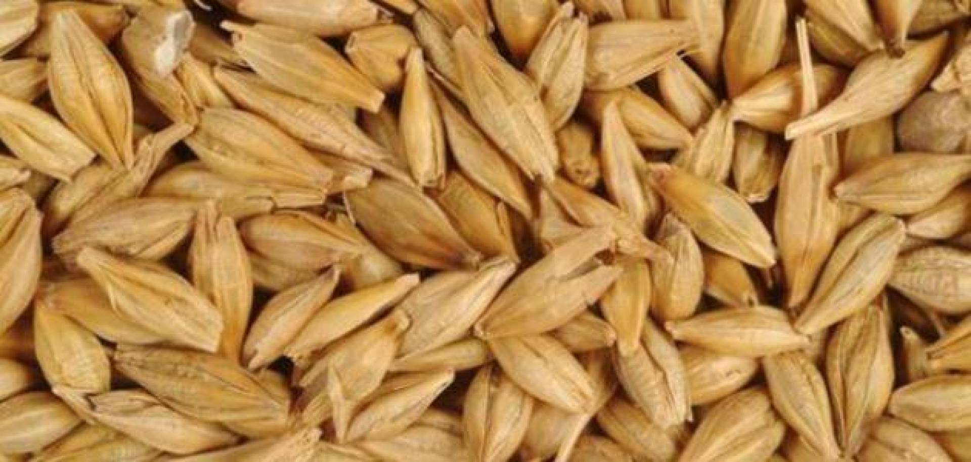 أضرار الشعير على الكلى