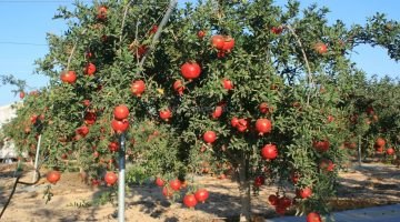 تفسير حلم شجرة الرمان في المنام