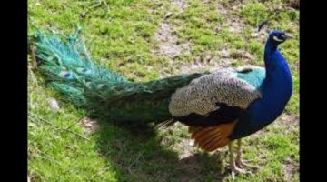 لماذا الطاووس لا يدخل الجنة