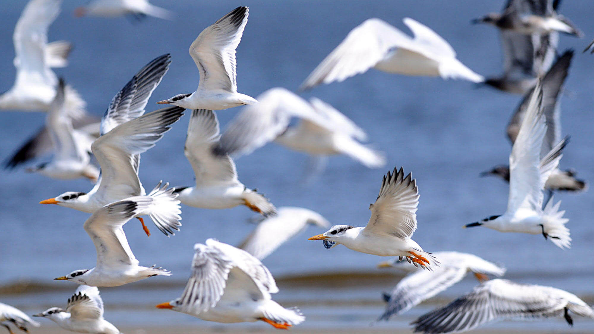 تركيب رئات الطيور يساعدها على الطيران. صواب خطأ