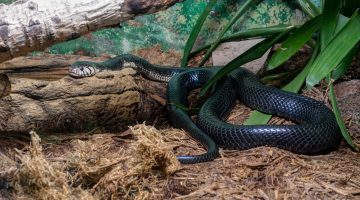 كيفية التخلص من الجرذان في المجاري