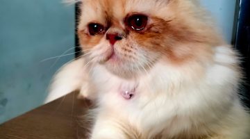 تفسير حلم رؤية القطة جائعة في المنام